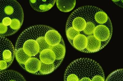 The possibilities for using microalgae are almost endless.