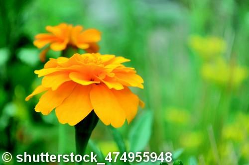 Lutein, zeaxanthin for eye health