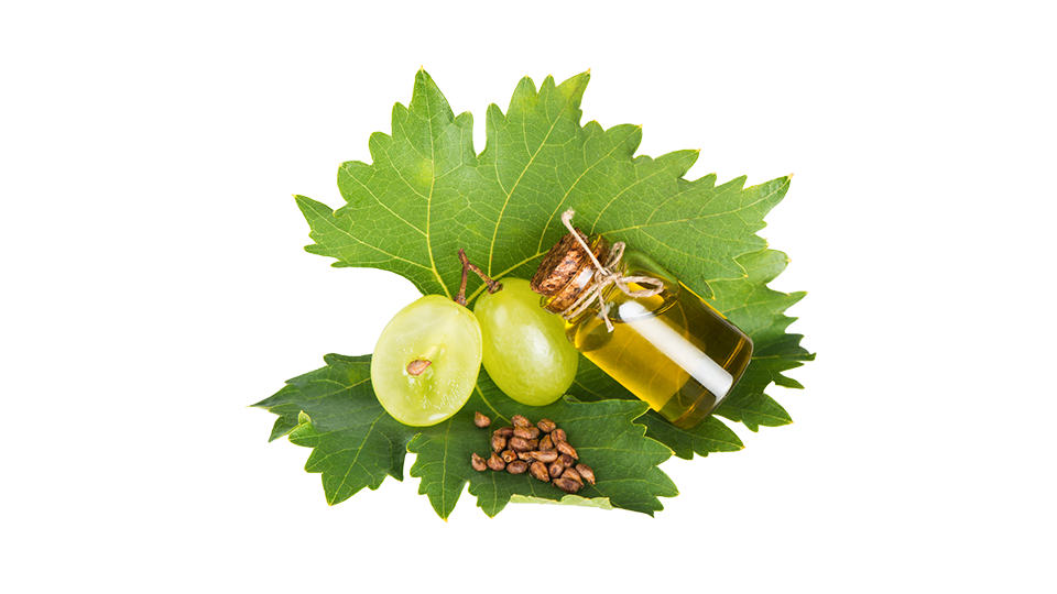VINTERA™ Grape seed proanthocyanidin extract