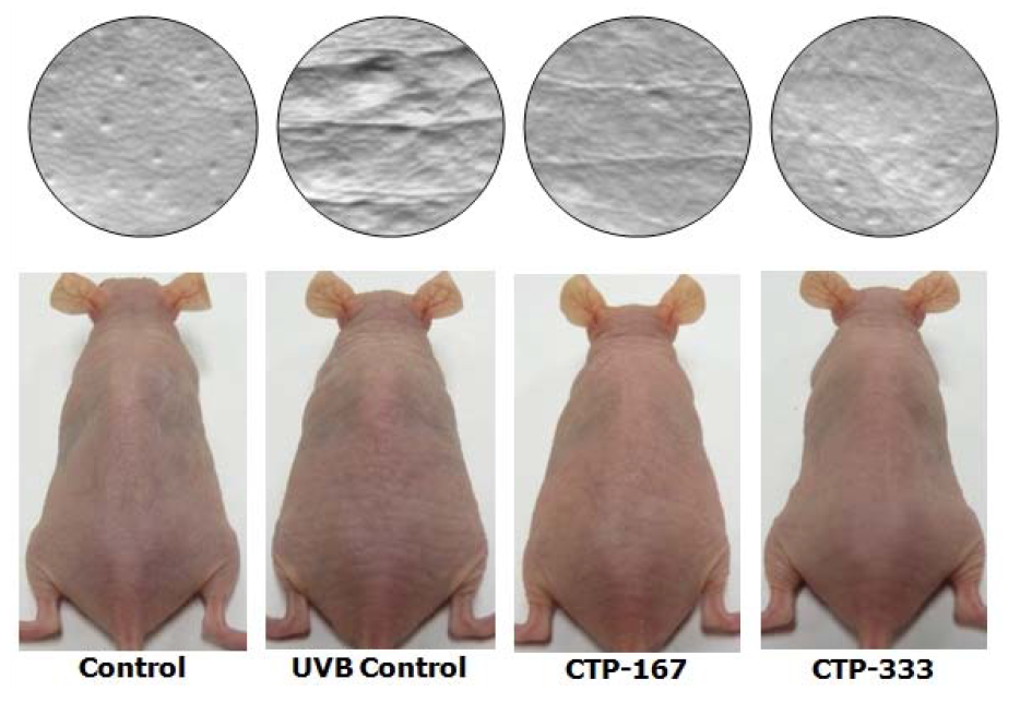 Effets d&rsquo;une suppl&eacute;mentation orale en PeptiDerm15 sur la formation des rides sur des souris expos&eacute;es aux UVB