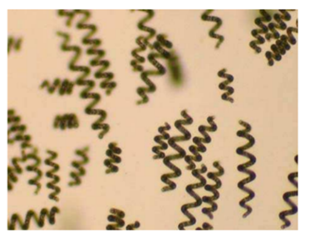 image microscopique de Spirulina Platensis (Koru E.,2012)