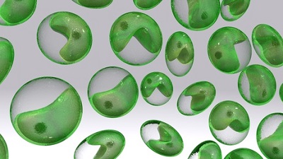 Chlorella Chlorella