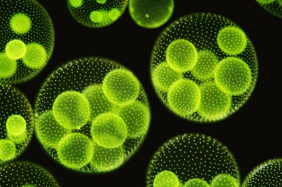 microalgue chlorelle microalgue chlorelle