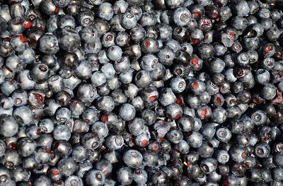 Bilberries