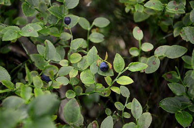 Anthocyan - plantes Anthocyan -plantes