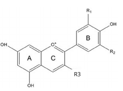 molecule Anthocyan molecule Anthocyan