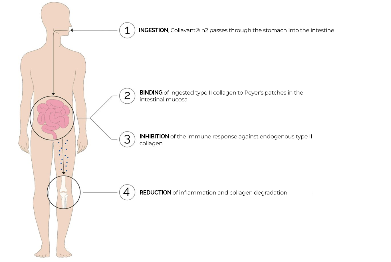 Functional diagram of the mechanism of action of Collavant n2 by the oral tolerance principle