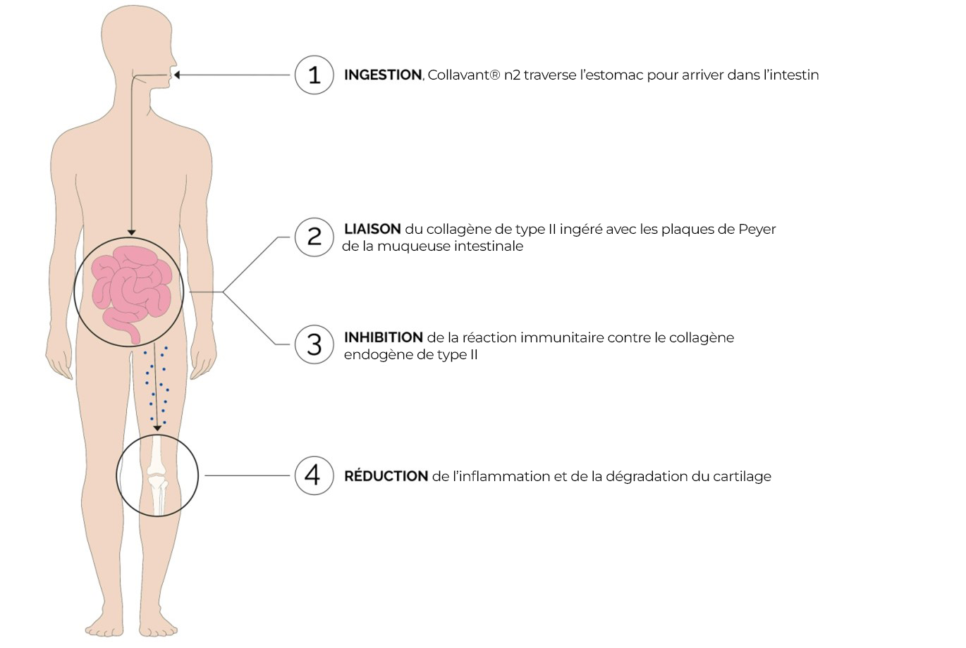 schema oral tolerance collavant n2