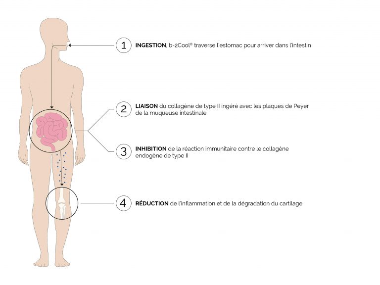 schema-oral-tolerance-B2Cool.jpg schema-oral-tolerance-B2Cool.jpg