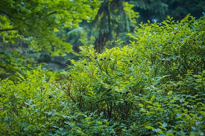 Extracyan - plantes myrtille plante