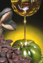 Ingredient Inca Inchi Ingredient Inca Inchi