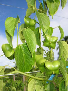 Sacha inchi plant class= Sacha inchi plant