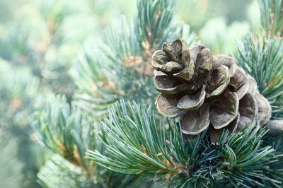 Pine tree Lipophytol