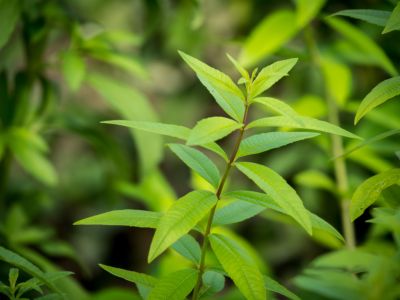Aloysia-citrodoria Aloysia citrodoria