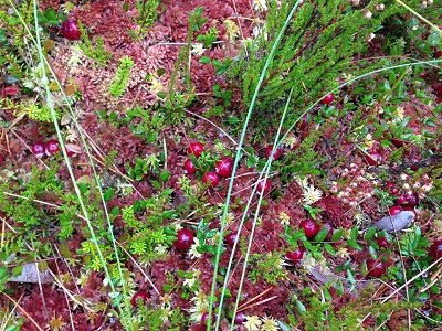 Cranberries plants