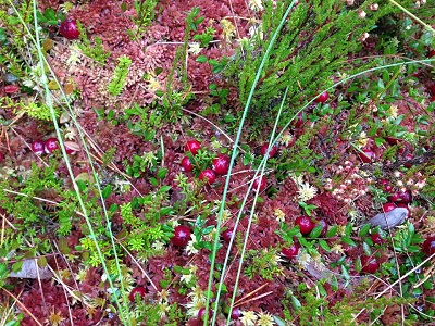 Orocyan - plantes Orocyan plantes
