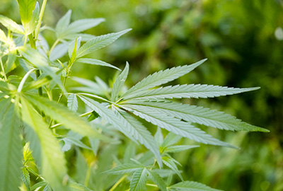 Cannabis-sativa_web Oilseed plants
