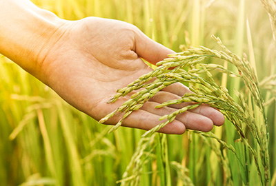 Proteines de riz