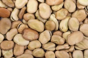 raw broad beans as background raw broad beans as background